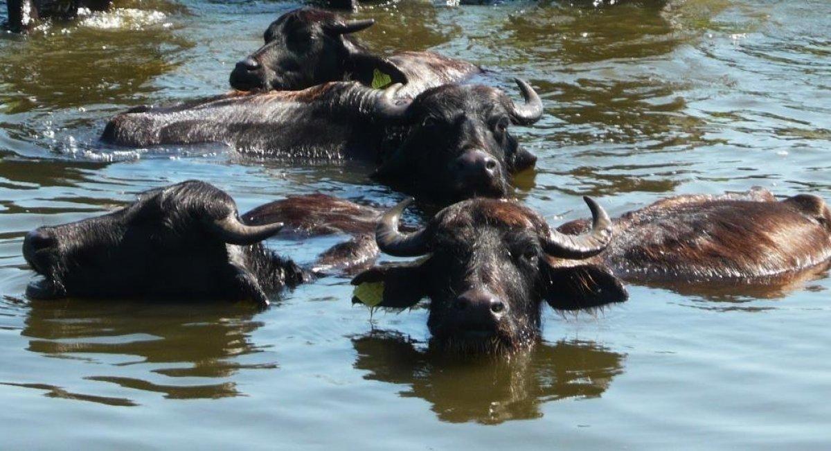 Samsun'da manda yetiştiren çiftçilere destek projeleri