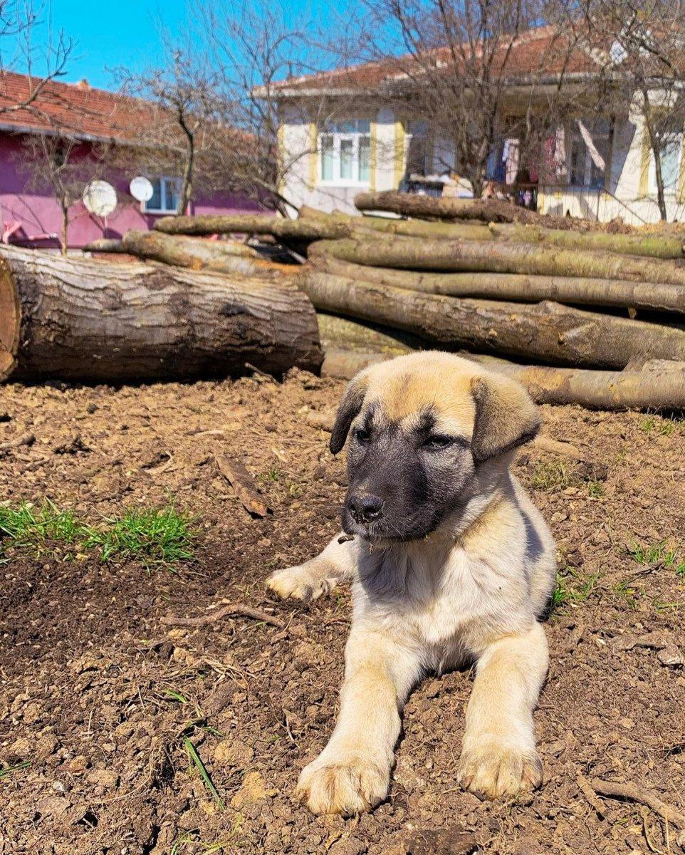 Ceylan Ertem, köyde