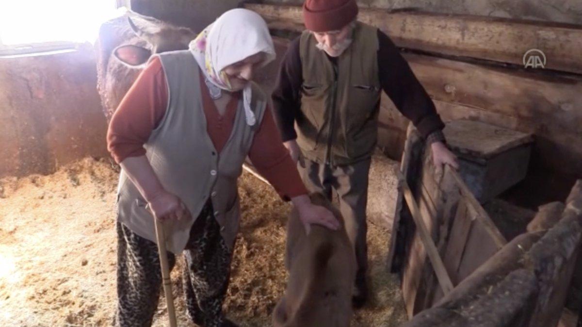 Amasyalı yaşlı çift, 55 yıldır mezrada tek başlarına yaşıyor