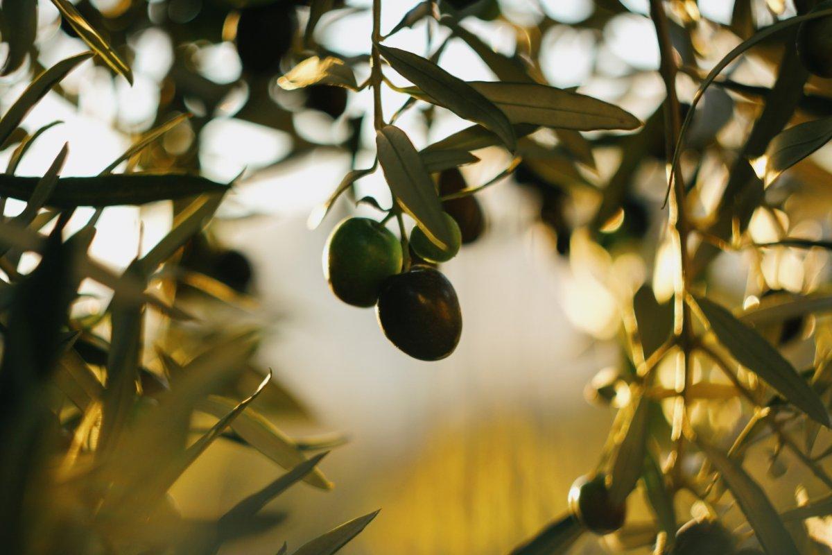 Hücresel yaşlanmayı yavaşlatan 10 besin