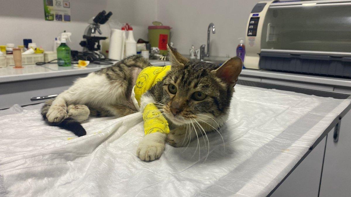 Zonguldak'taki kediye çarpan araç, organlarının yerini değiştirdi