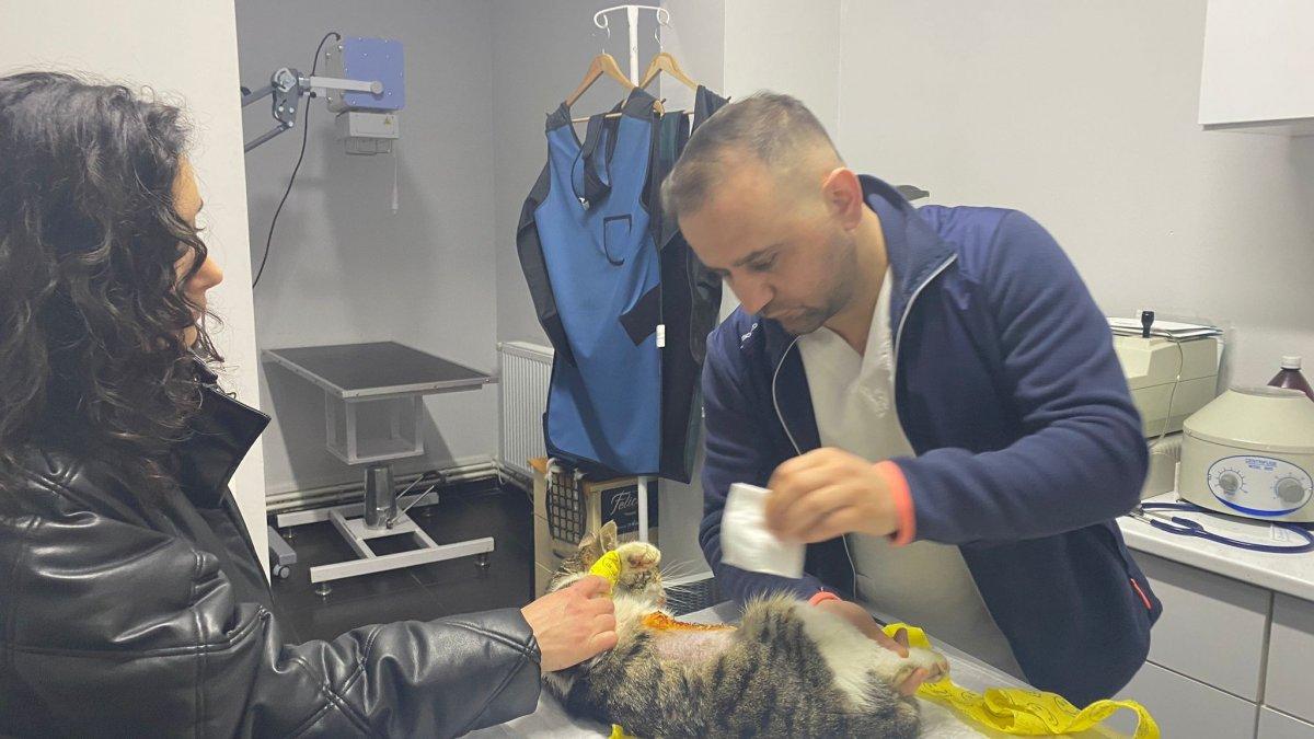 Zonguldak'taki kediye çarpan araç, organlarının yerini değiştirdi
