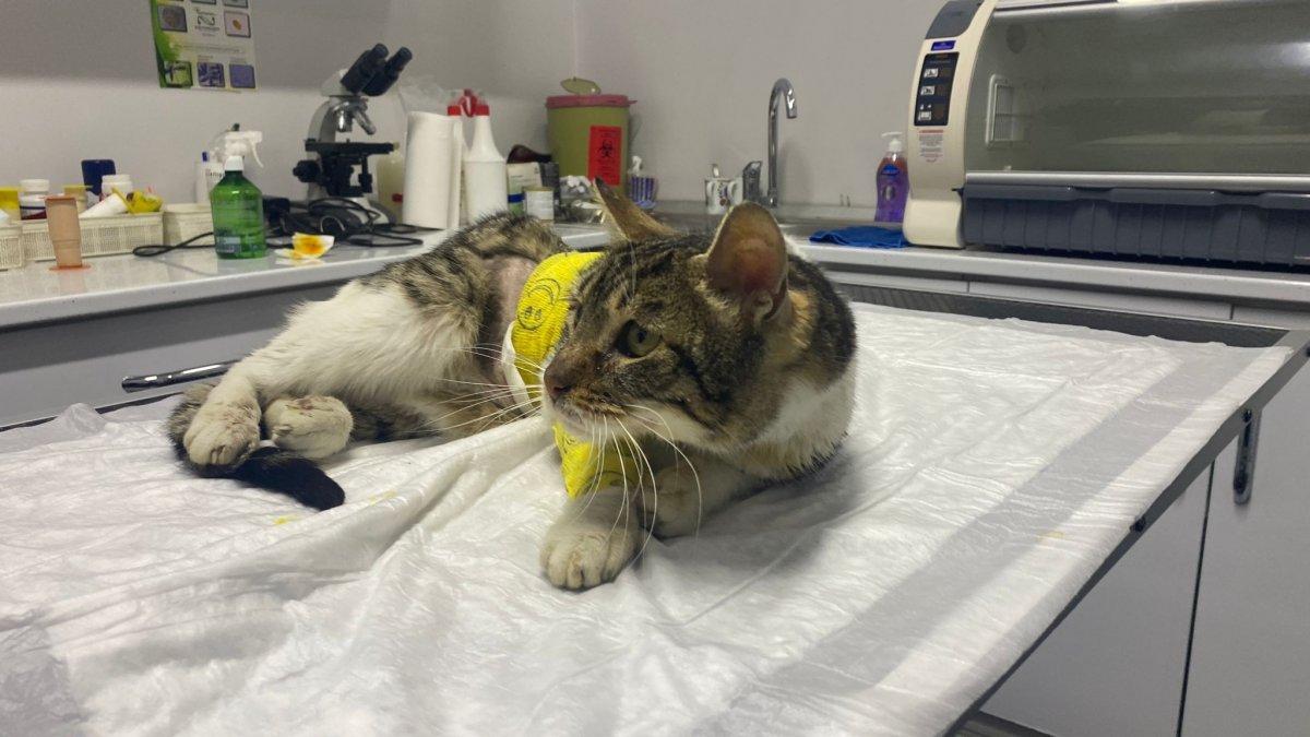 Zonguldak'taki kediye çarpan araç, organlarının yerini değiştirdi