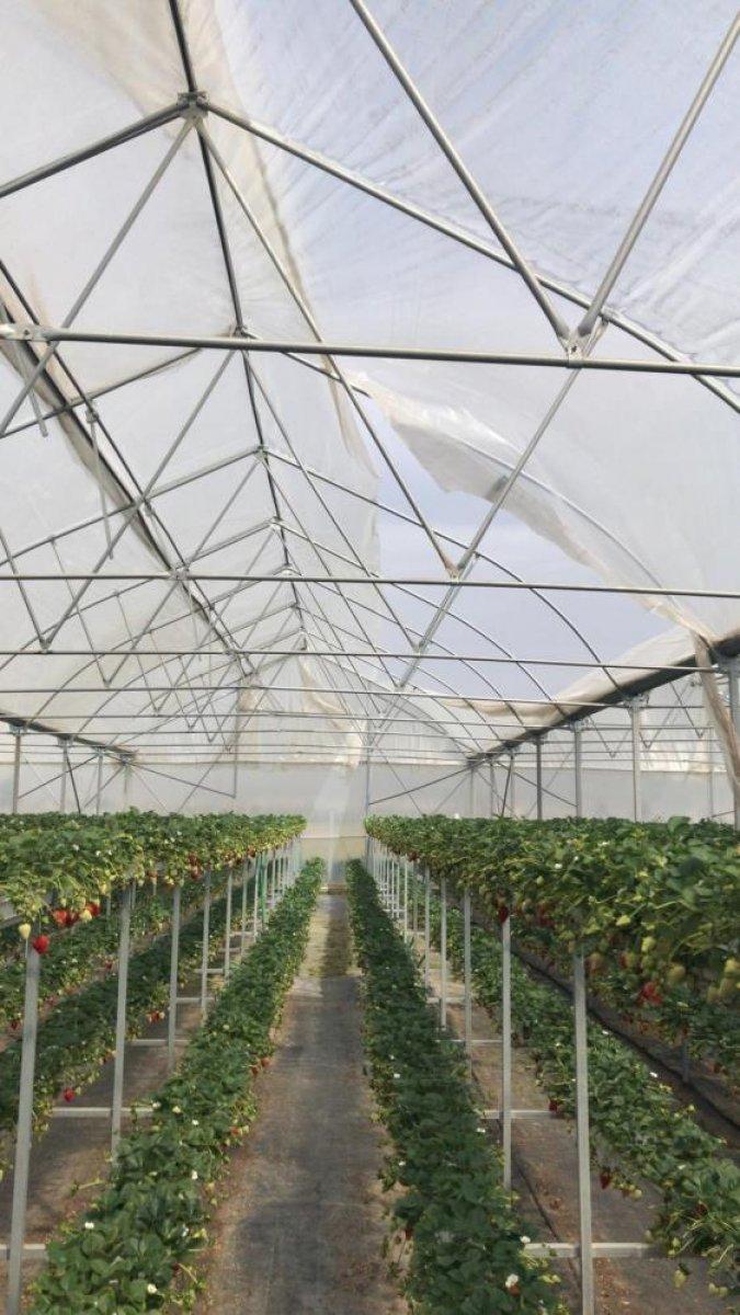 Aydın'da etkili olan fırtına hayatı olumsuz etkiledi