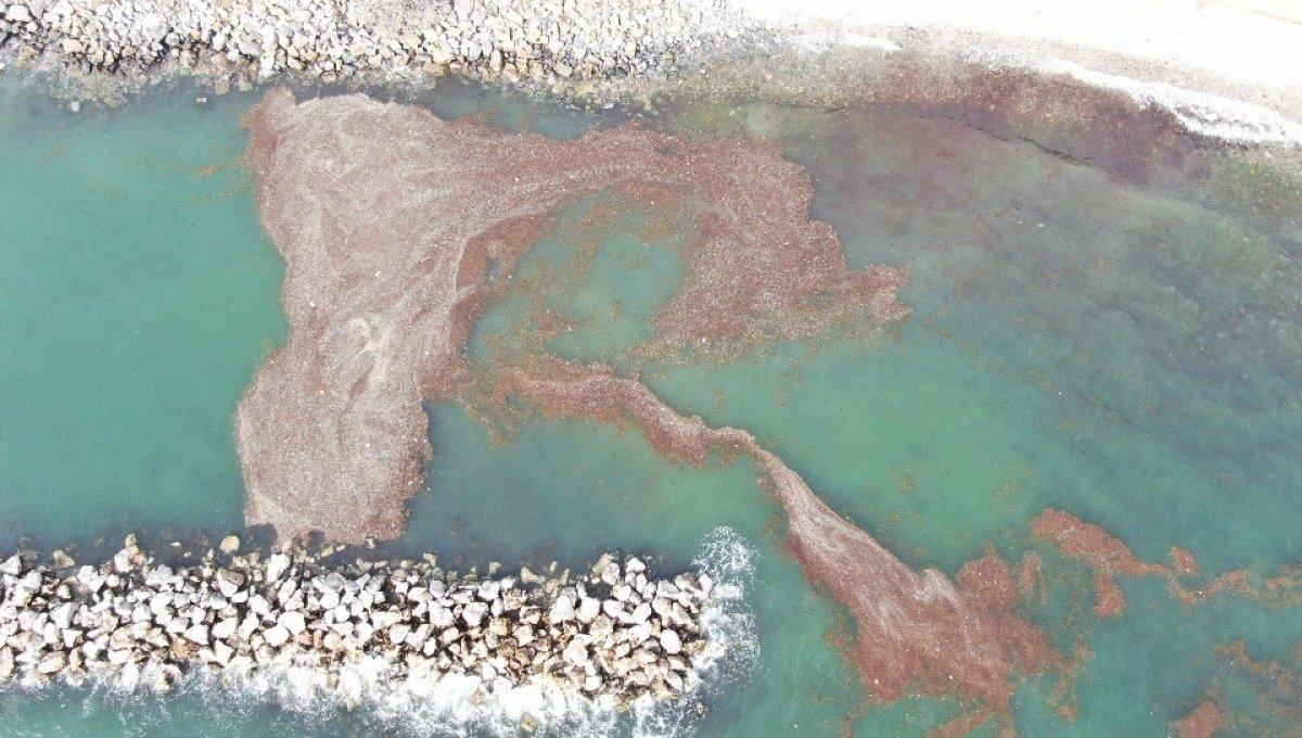 Caddebostan'da deniz çekildi, yer yer kirlilik oluştu