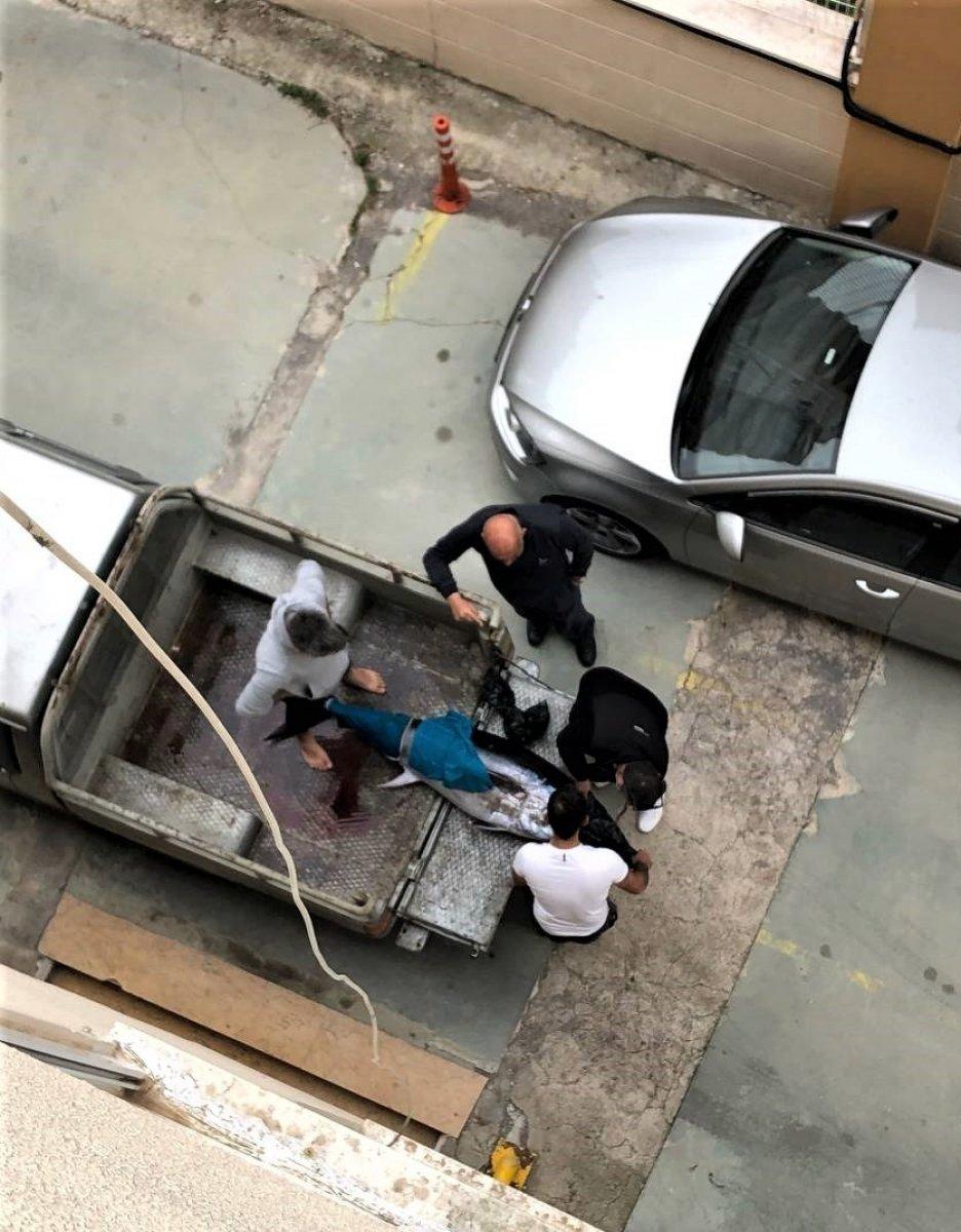 Antalya'da yakaladıkları orkinos balığını kamyonetle eve götürdüler