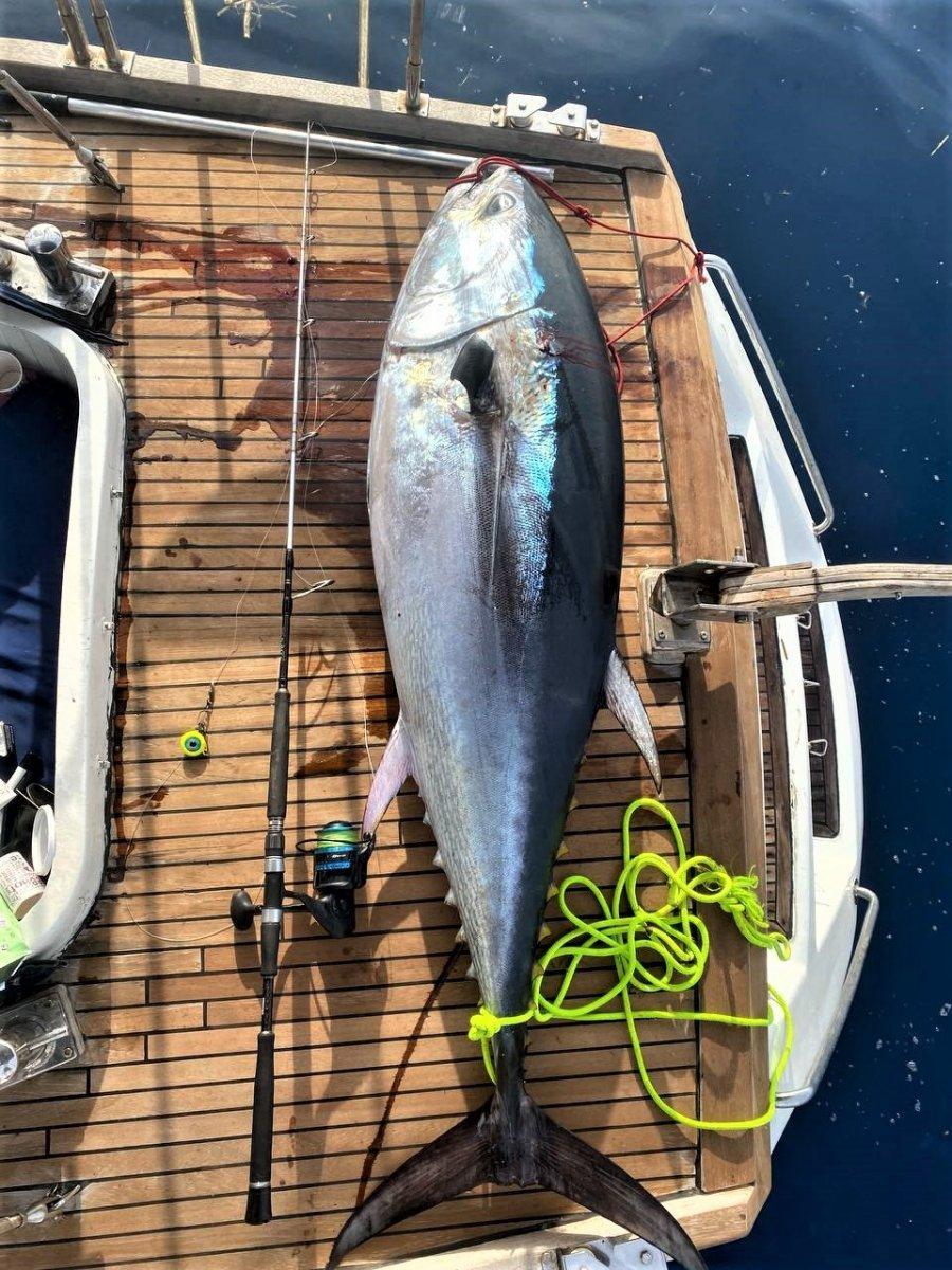 Antalya'da yakaladıkları orkinos balığını kamyonetle eve götürdüler