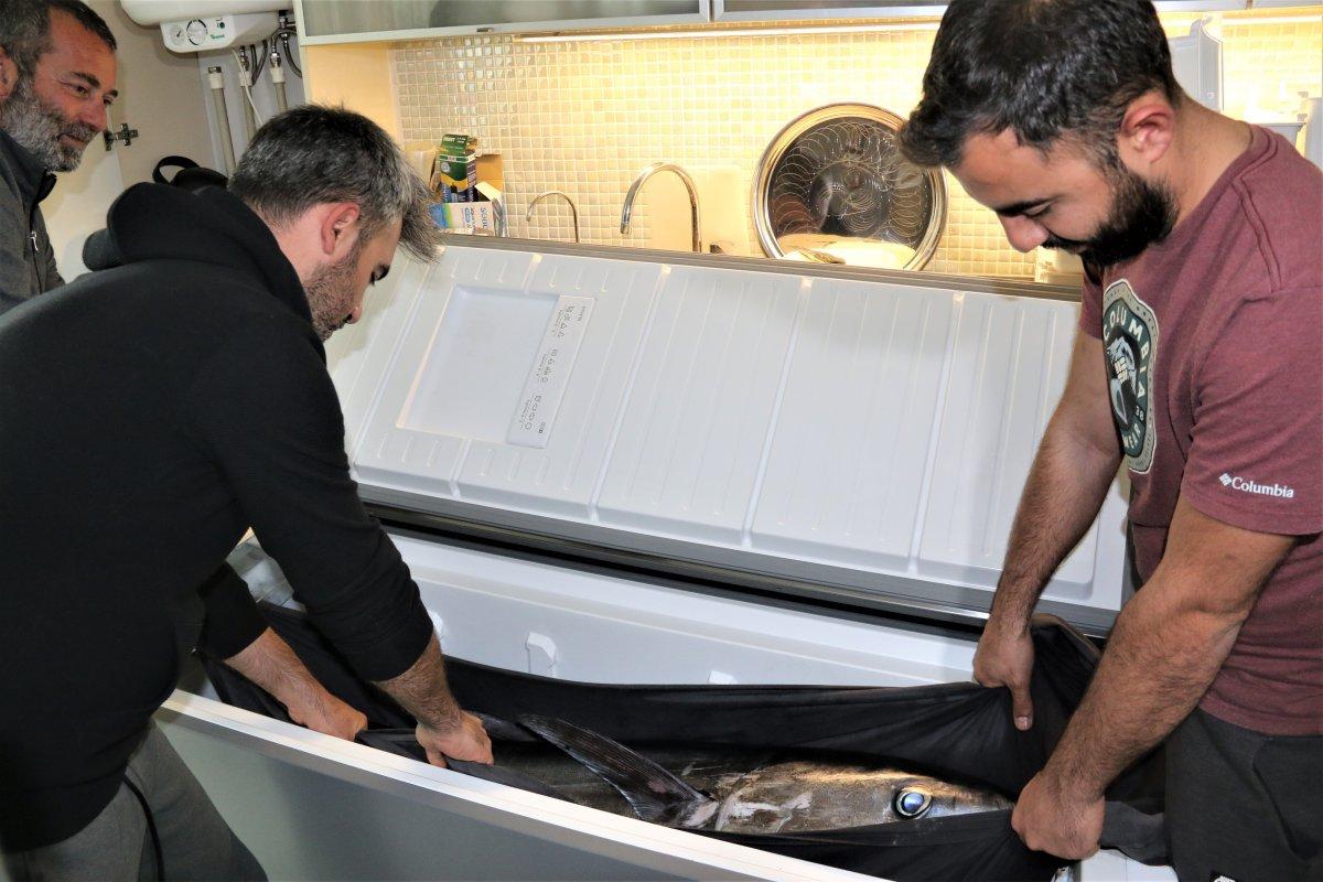 Antalya'da yakaladıkları orkinos balığını kamyonetle eve götürdüler
