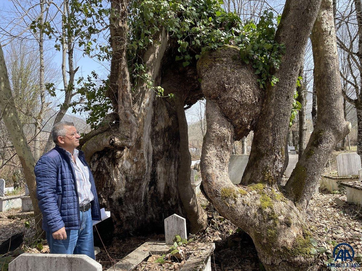 Bartın’da gövdesinde Allah lafzı bulunan ağaç, Mistik Anıt Ağaç olarak tescillendi