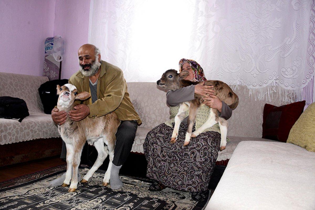 Kastamonu'da 2 buzağı ve 8 kediyi evlerinde besliyorlar