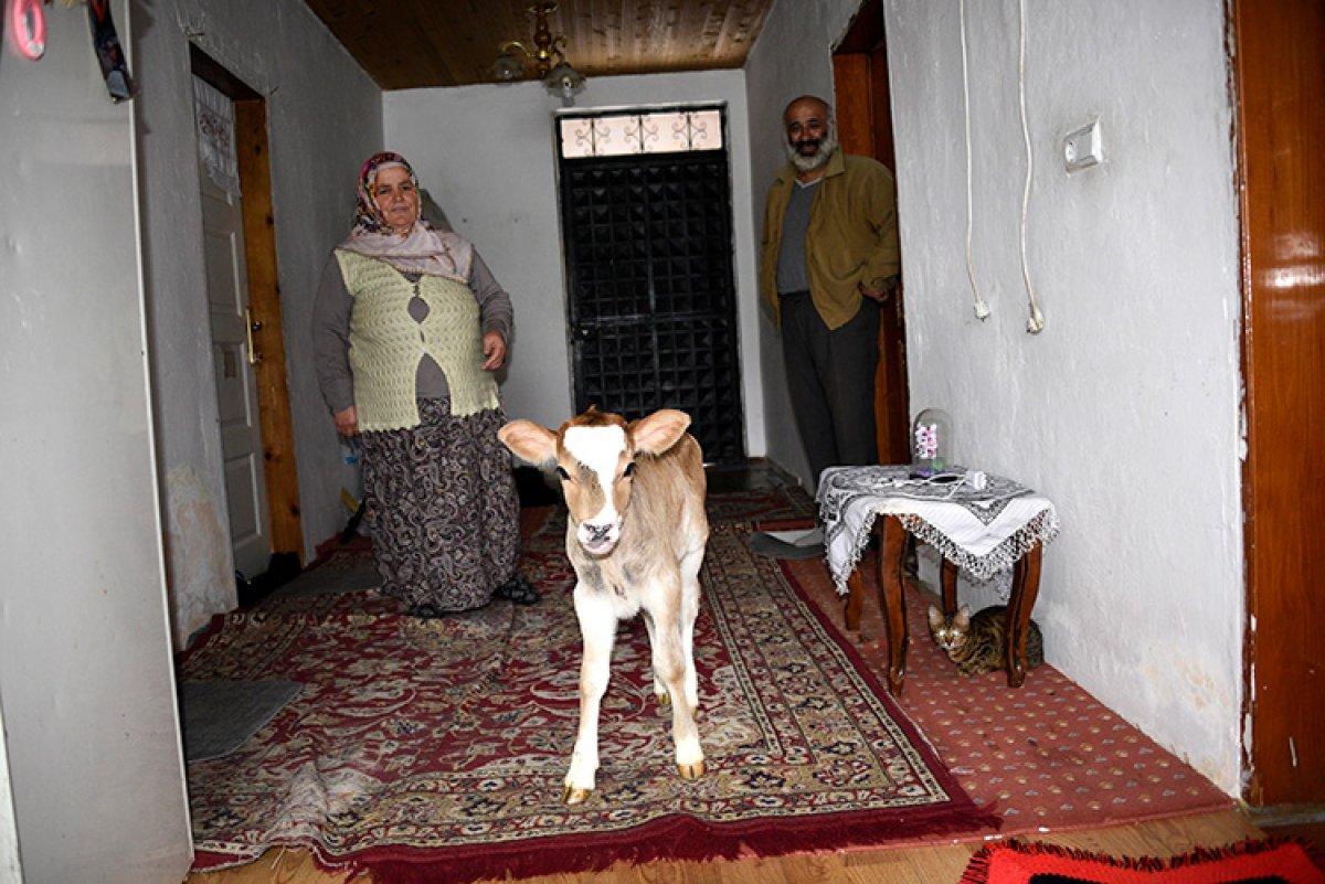 Kastamonu'da 2 buzağı ve 8 kediyi evlerinde besliyorlar