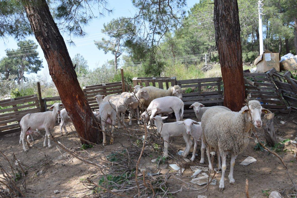 Antalya’da, koyun kırkarak ayda 60 bin lira kazanıyor