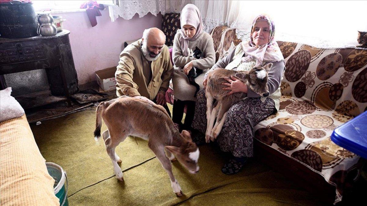 Kastamonu'da 2 buzağı ve 8 kediyi evlerinde besliyorlar