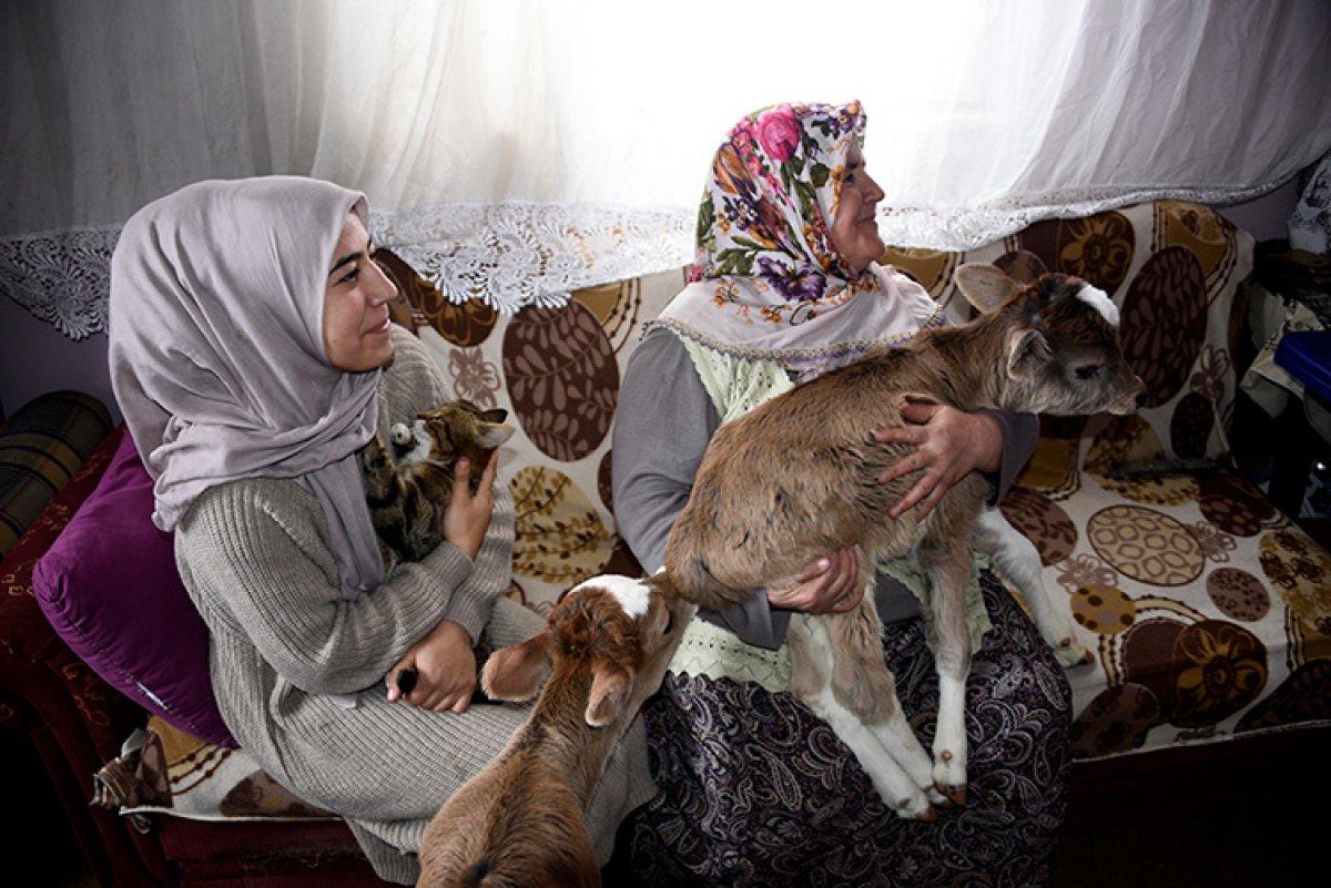Kastamonu'da 2 buzağı ve 8 kediyi evlerinde besliyorlar