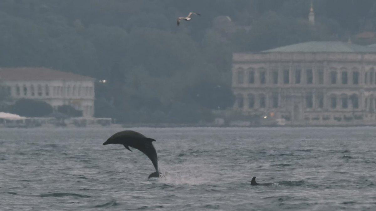 Alman fotoğrafçı Moths, İstanbul'un yunuslarını görüntüledi