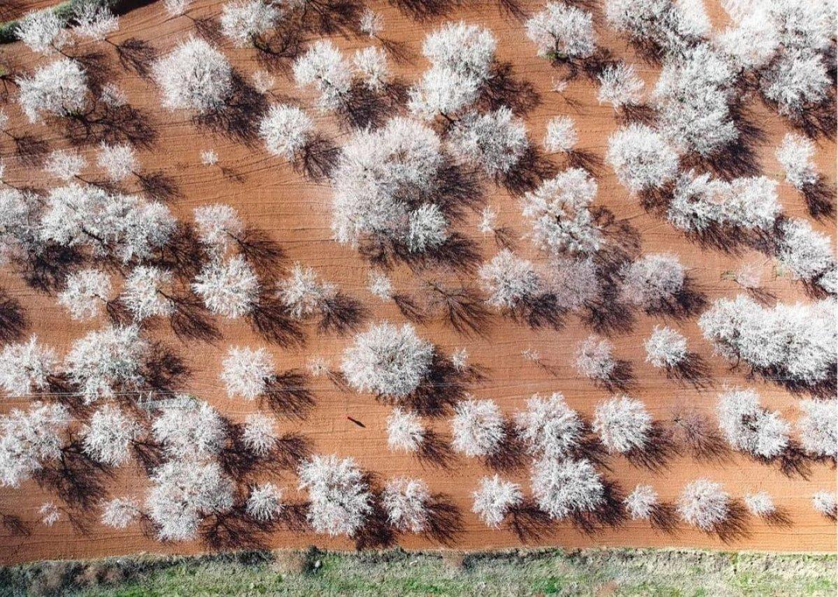 Malatya'da kayısı ağaçları çiçek açtı