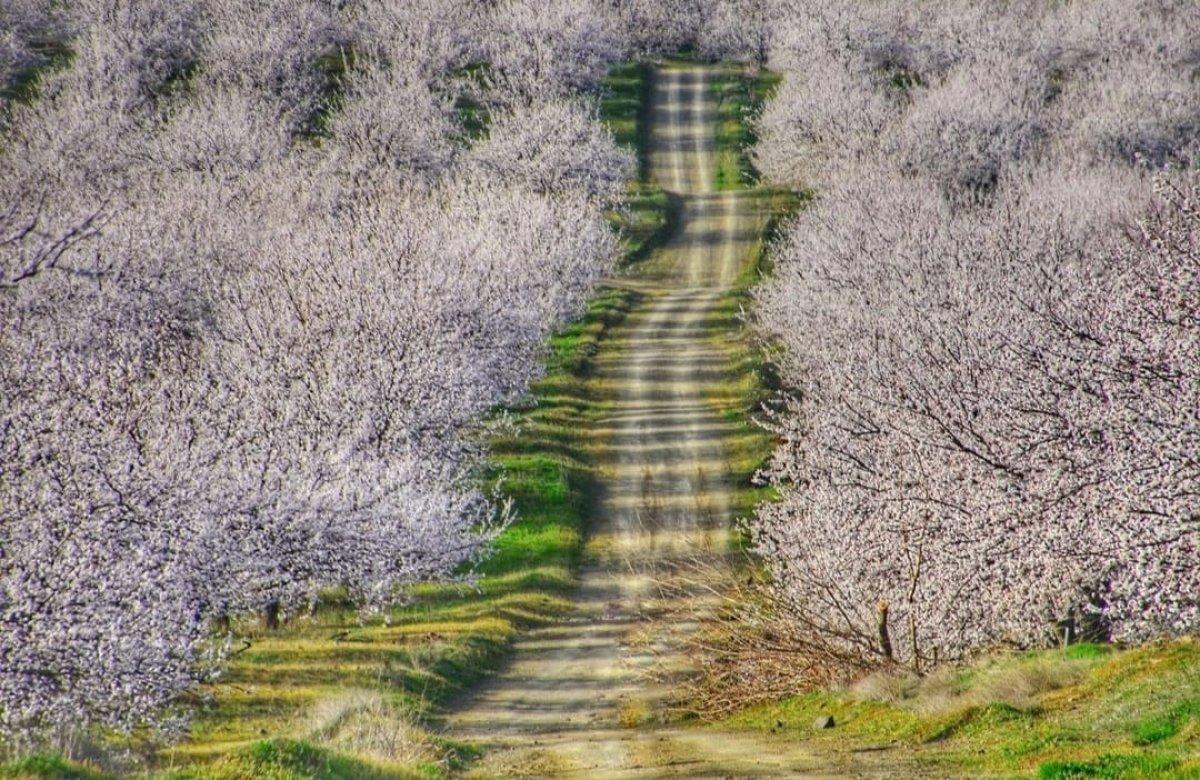 Malatya'da kayısı ağaçları çiçek açtı