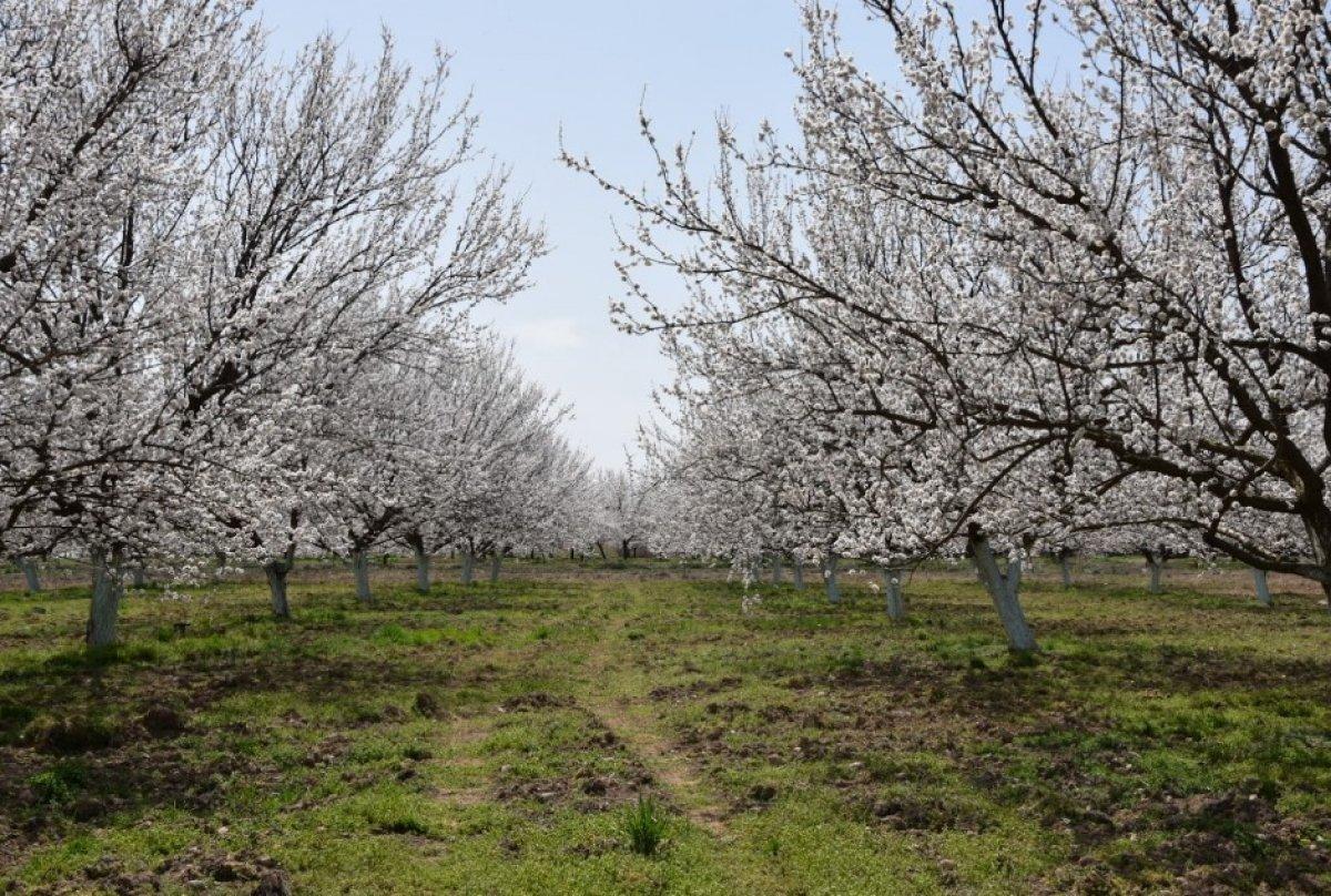 Malatya'da kayısı ağaçları çiçek açtı