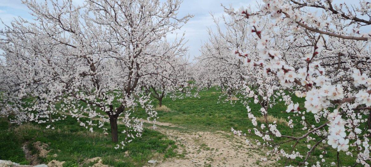 Malatya'da kayısı ağaçları çiçek açtı