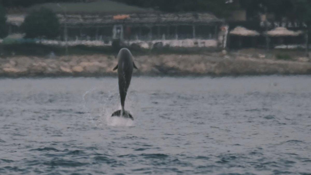 Alman fotoğrafçı Moths, İstanbul'un yunuslarını görüntüledi