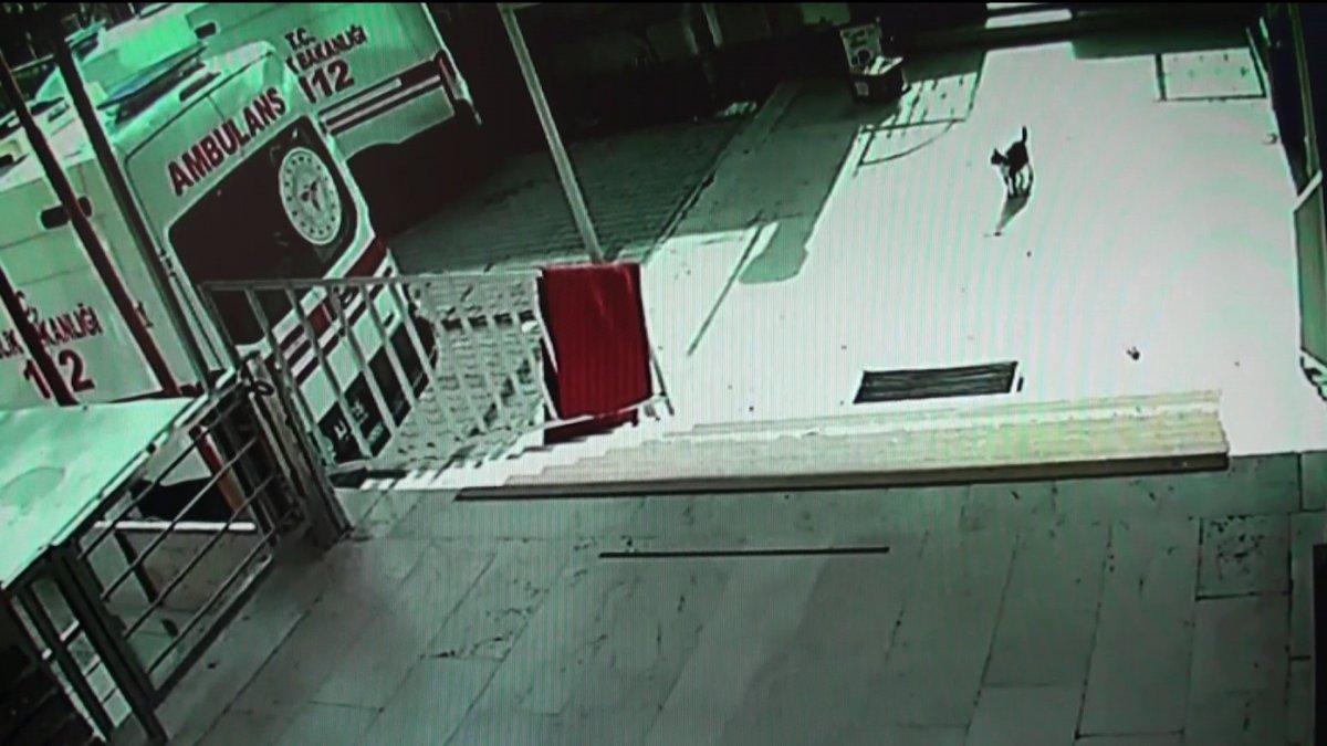 Karaman'daki kedi, doğum sancısı çekince hastane yolunu tuttu