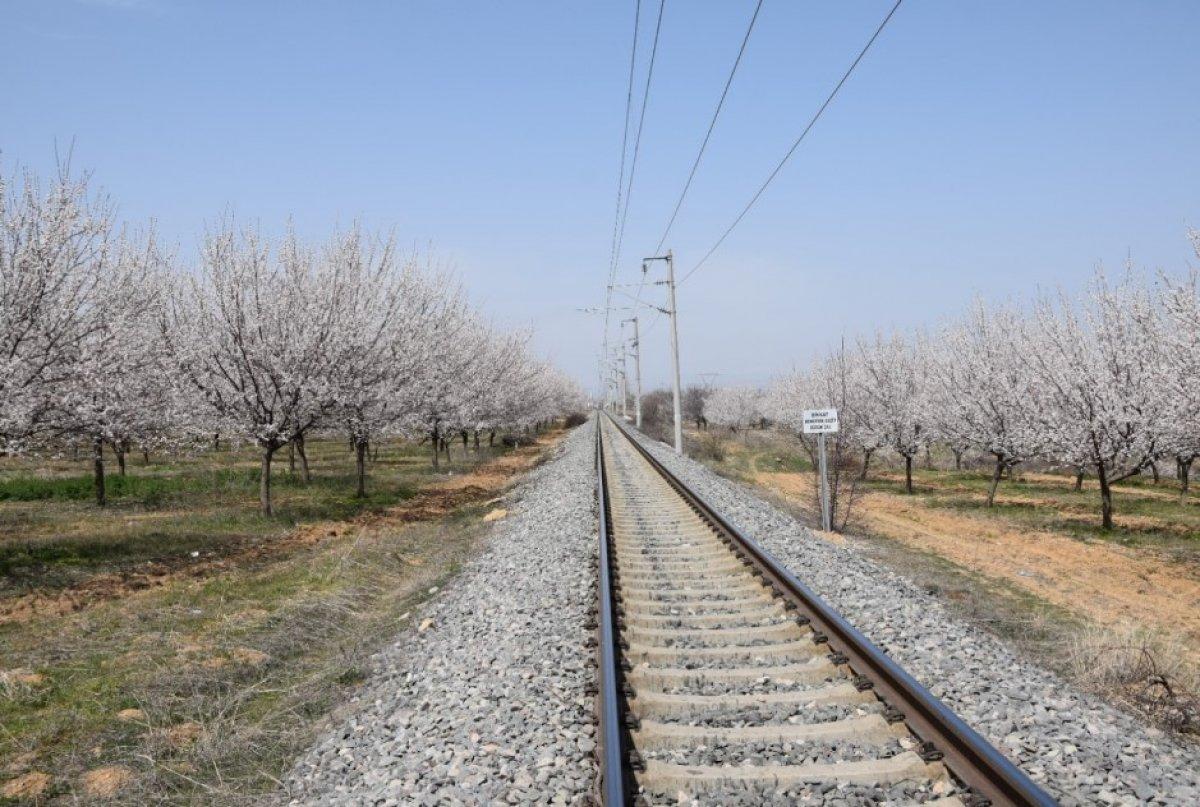 Malatya'da kayısı ağaçları çiçek açtı