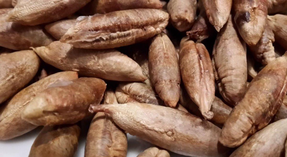 Çöpe atan bin pişman! Hurma çekirdeklerini böyle değerlendirin