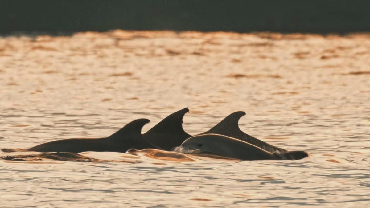 Alman fotoğrafçı Moths, İstanbul'un yunuslarını görüntüledi