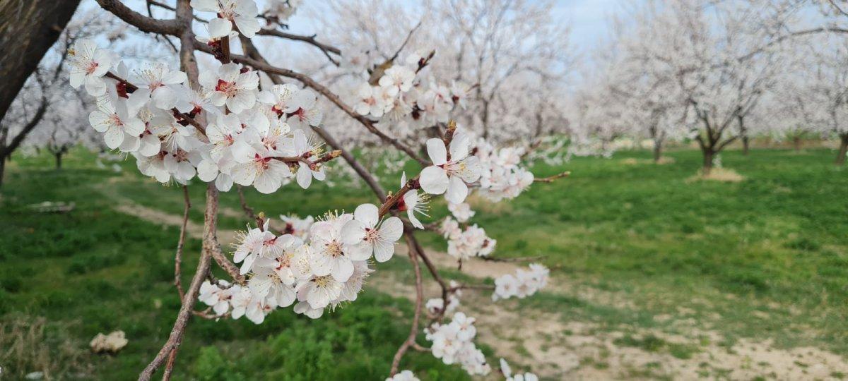 Malatya'da kayısı ağaçları çiçek açtı
