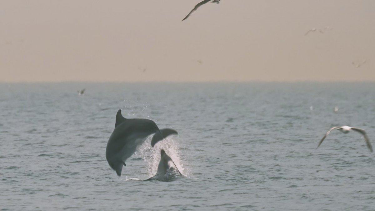 Alman fotoğrafçı Moths, İstanbul'un yunuslarını görüntüledi