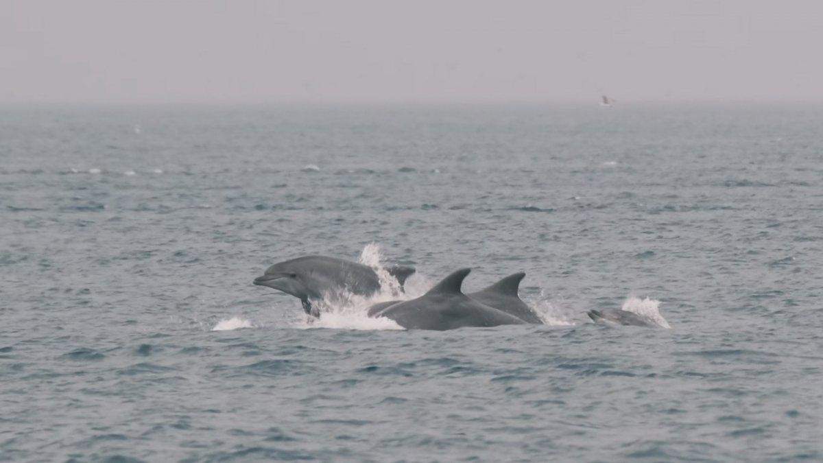 Alman fotoğrafçı Moths, İstanbul'un yunuslarını görüntüledi