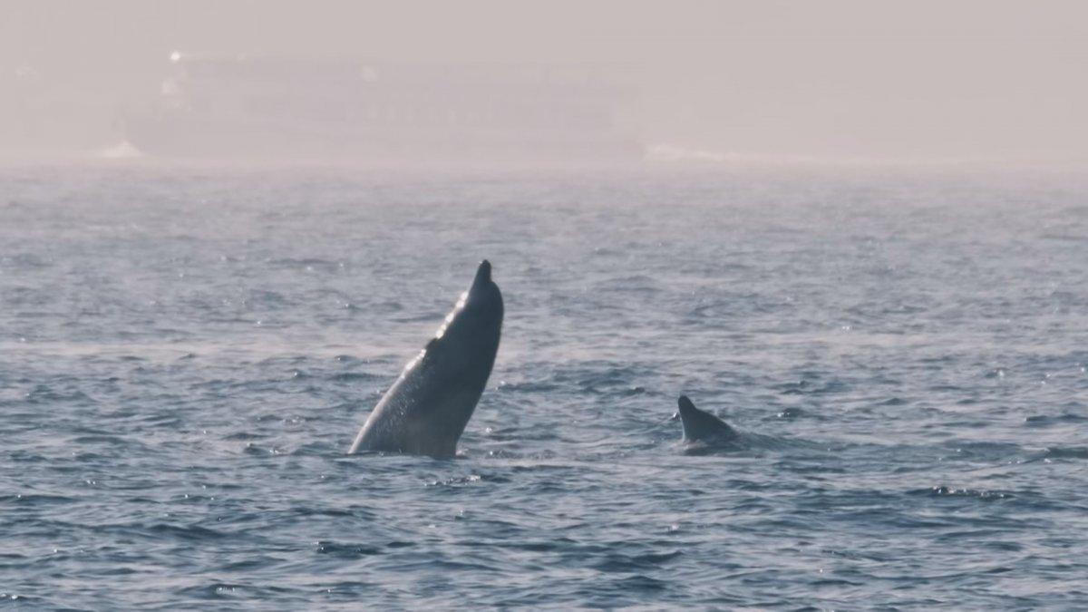 Alman fotoğrafçı Moths, İstanbul'un yunuslarını görüntüledi