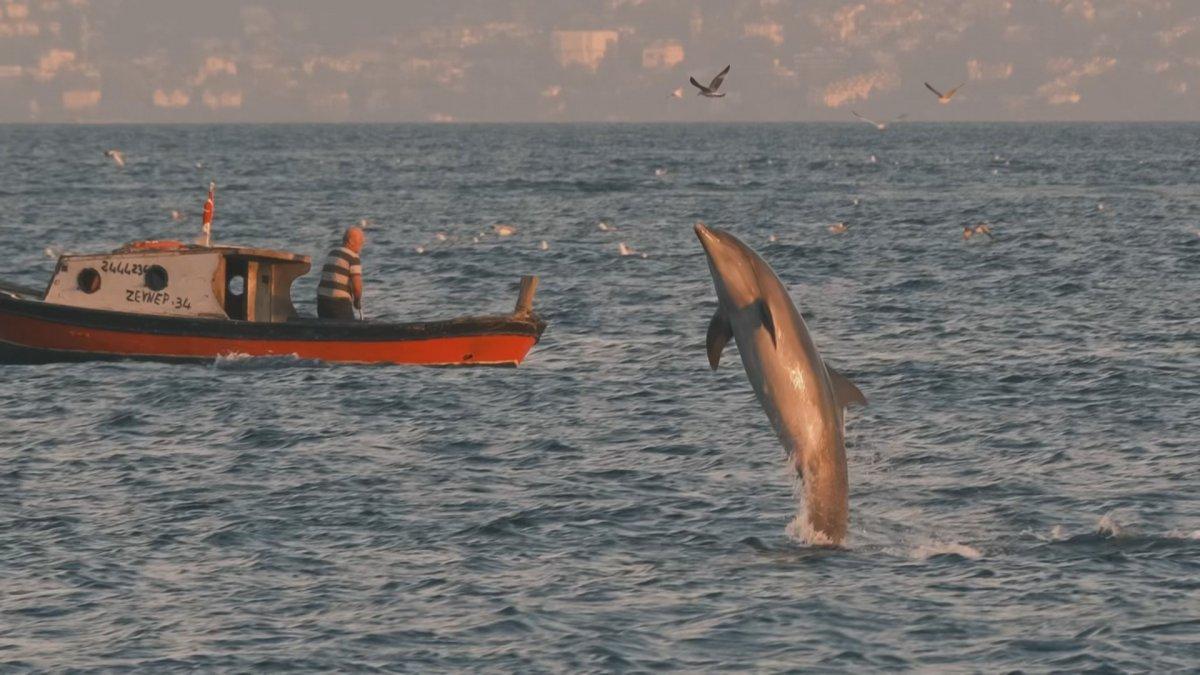 Alman fotoğrafçı Moths, İstanbul'un yunuslarını görüntüledi