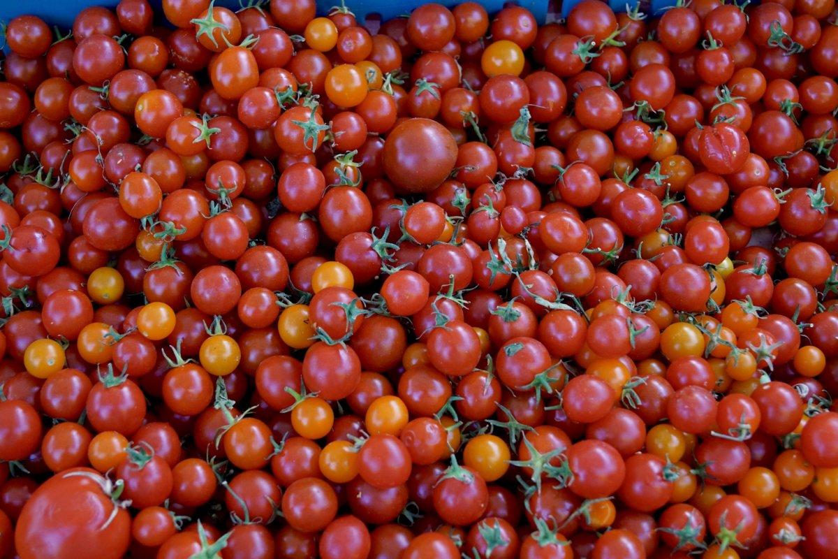 Domatesin sağlığa 8 güçlü faydası