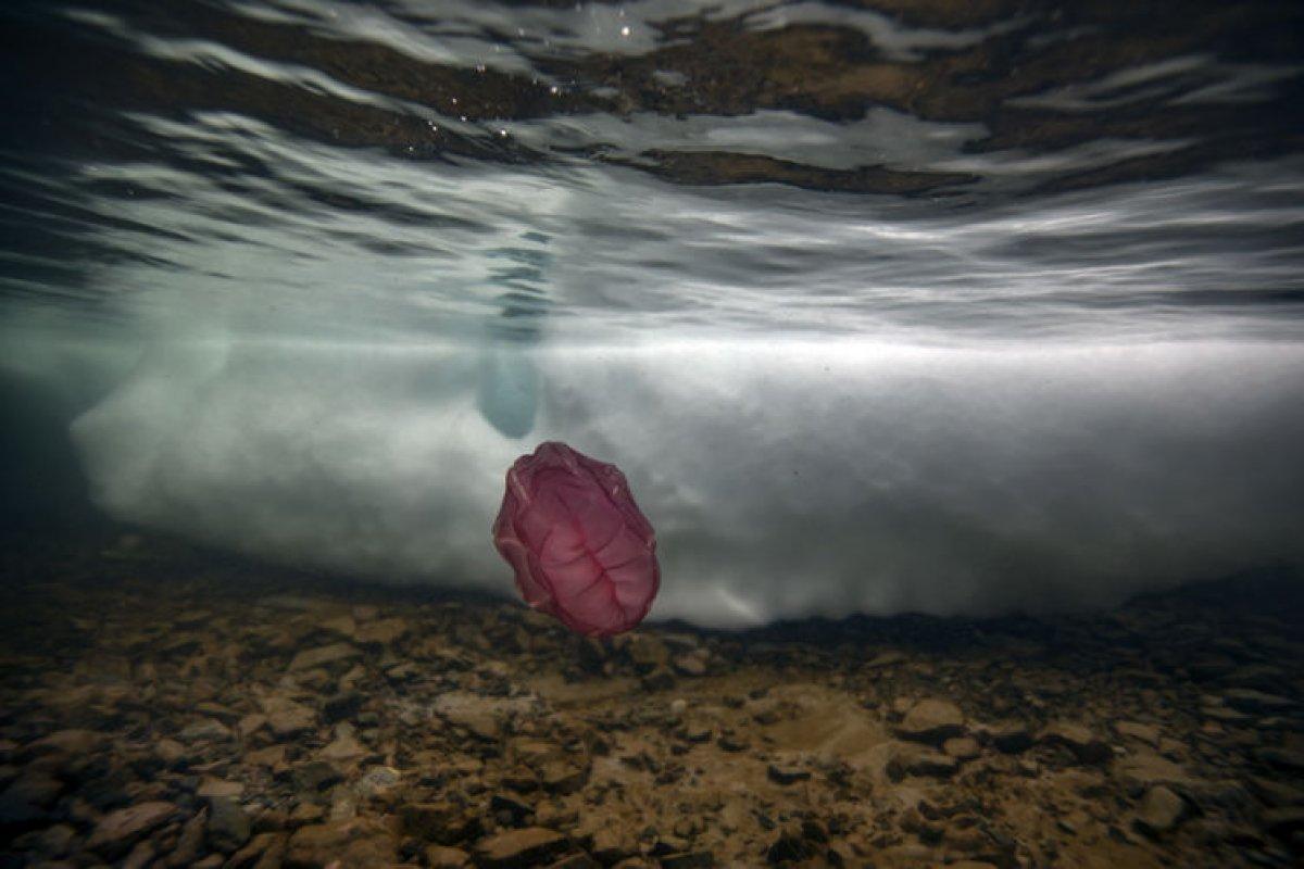 Daha önce rastlanmayan 'Beroe cucumis' canlısı ilk kez Antarktika'da görüntülendi