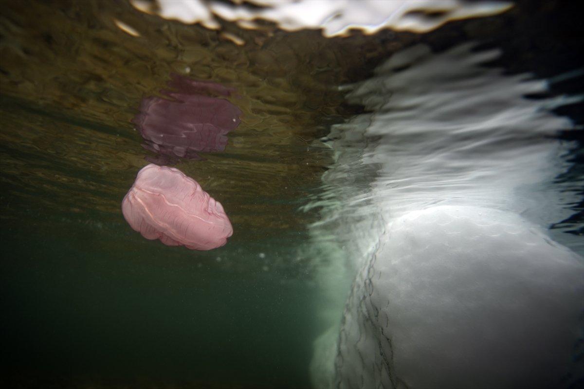 Daha önce rastlanmayan 'Beroe cucumis' canlısı ilk kez Antarktika'da görüntülendi