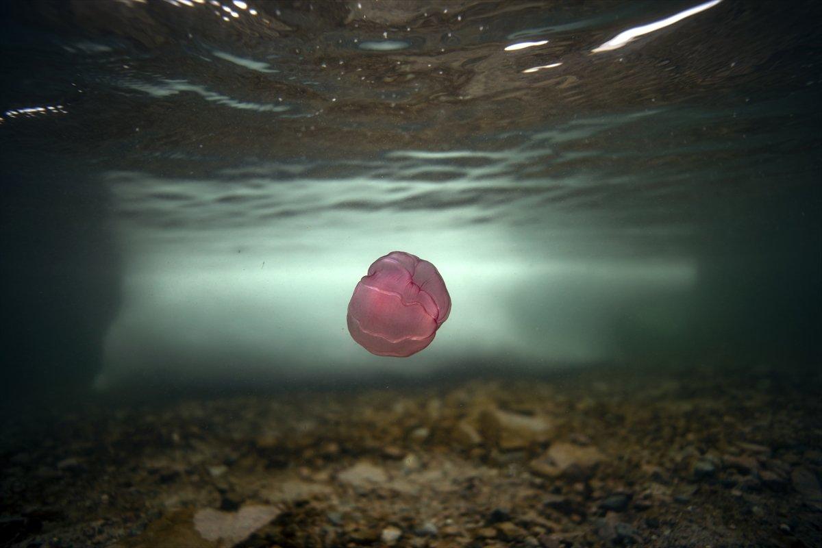 Daha önce rastlanmayan 'Beroe cucumis' canlısı ilk kez Antarktika'da görüntülendi