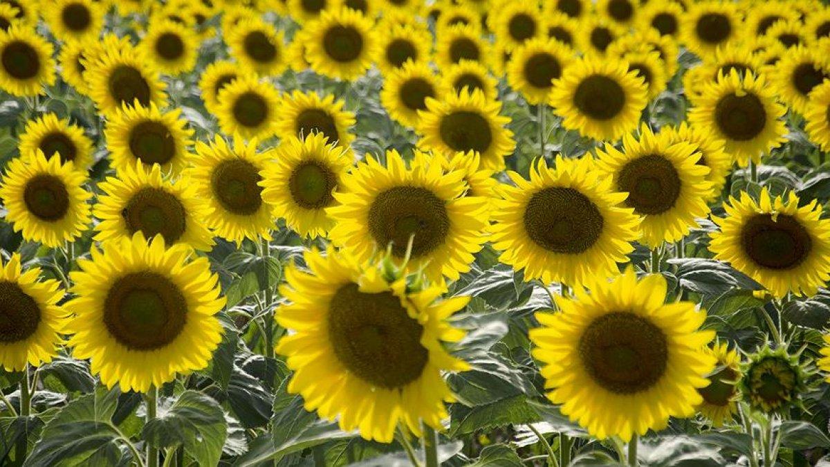 Tarım ve Orman Bakanı Kirişci: Ucuz et satışı başladı