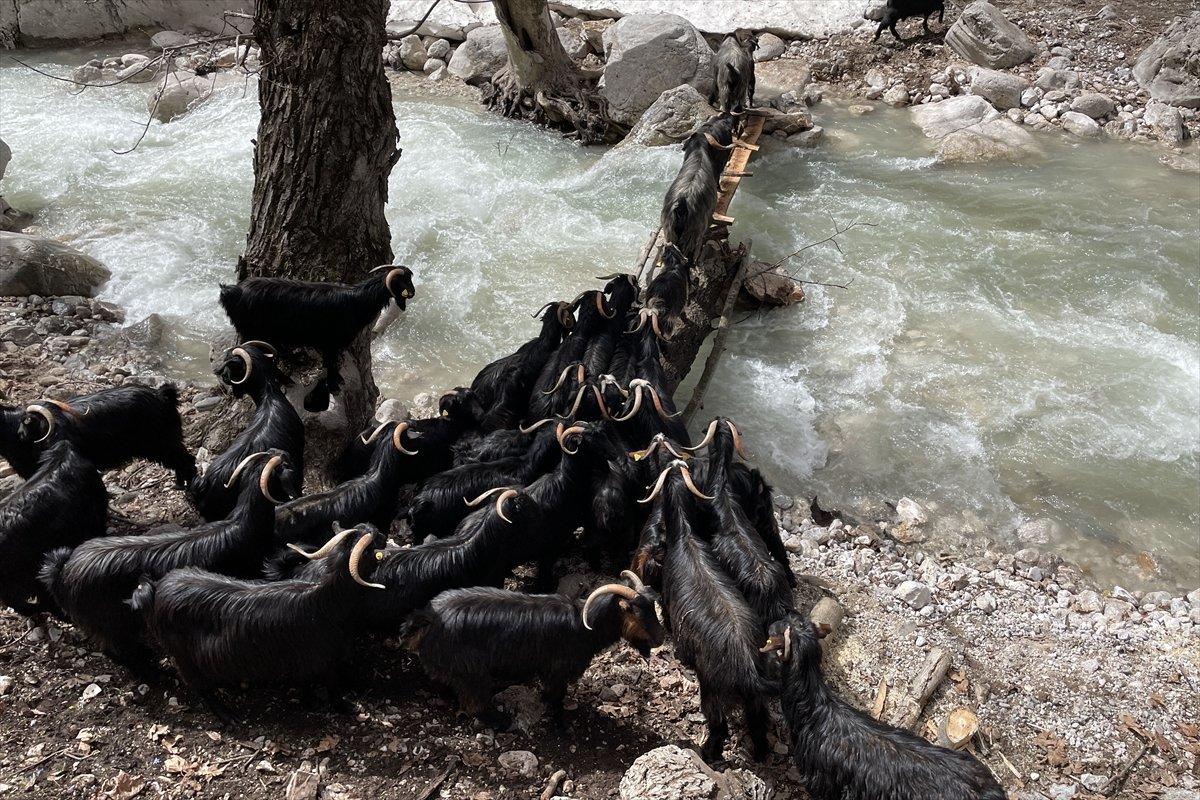 Kayserili besicilerin, sürüleriyle Aladağ yaylalarına zorlu yolculuğu