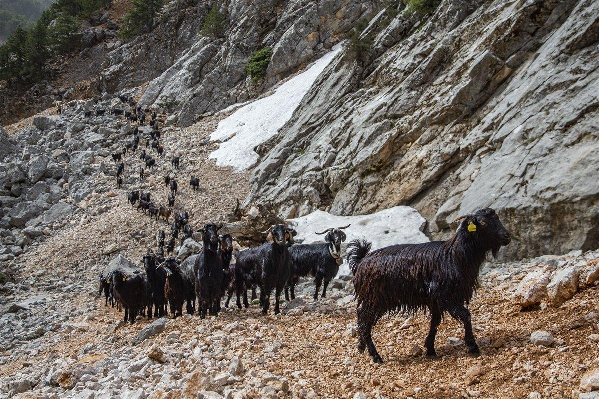 Kayserili besicilerin, sürüleriyle Aladağ yaylalarına zorlu yolculuğu