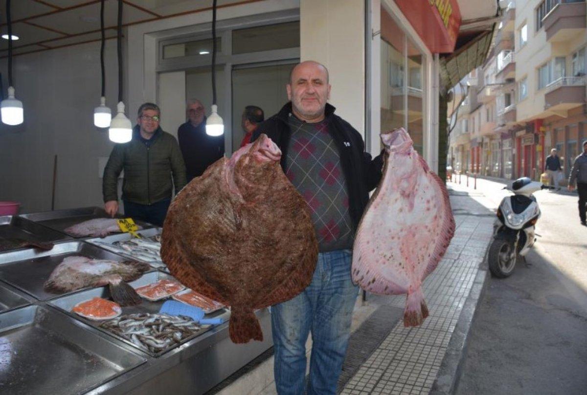 Sinop'ta balıkçıların ağına dev kalkan balıkları takıldı