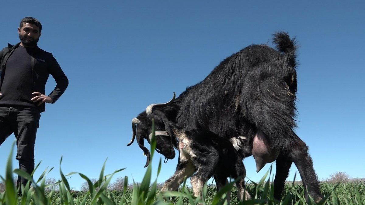 Elazığ'da doğan keçi hem tüysüz hem de tek gözlü