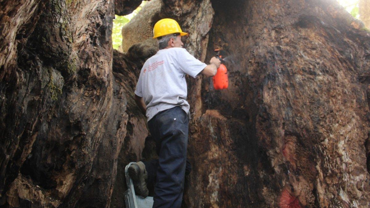 İzmir'de doğal miras kabul edilen anıt ağaçlara titizlikle bakılıyor