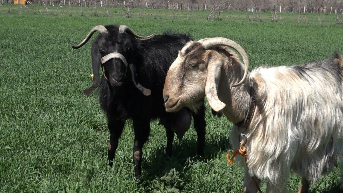 Elazığ'da doğan keçi hem tüysüz hem de tek gözlü