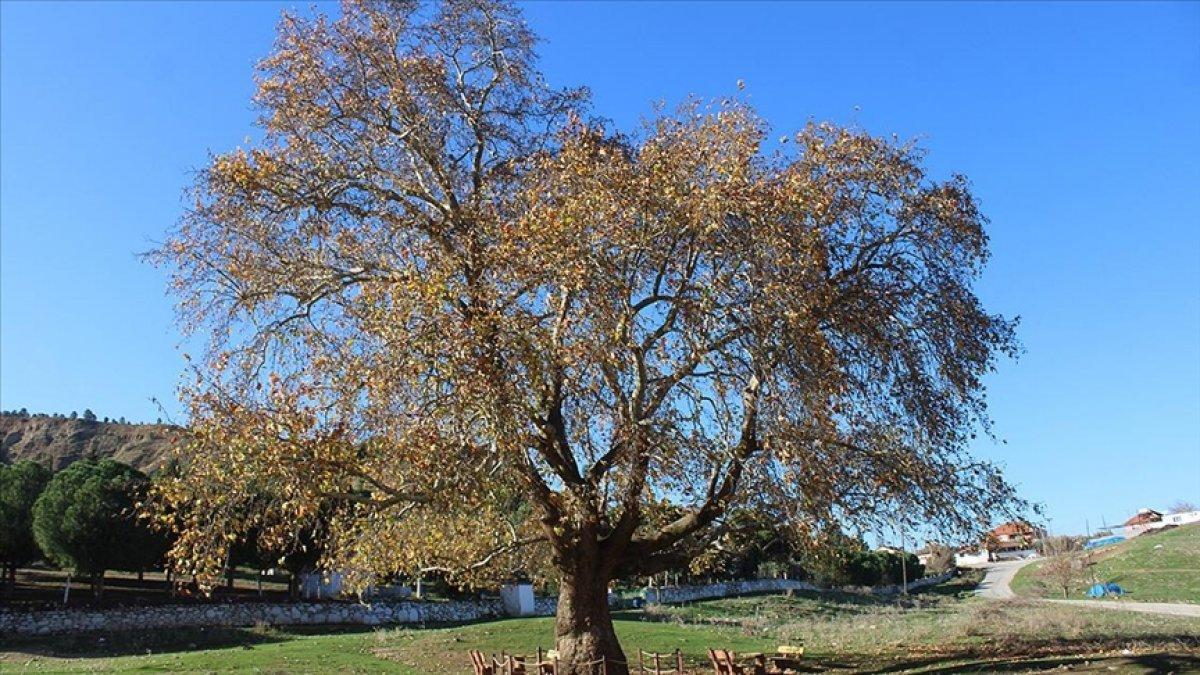 İzmir'de doğal miras kabul edilen anıt ağaçlara titizlikle bakılıyor