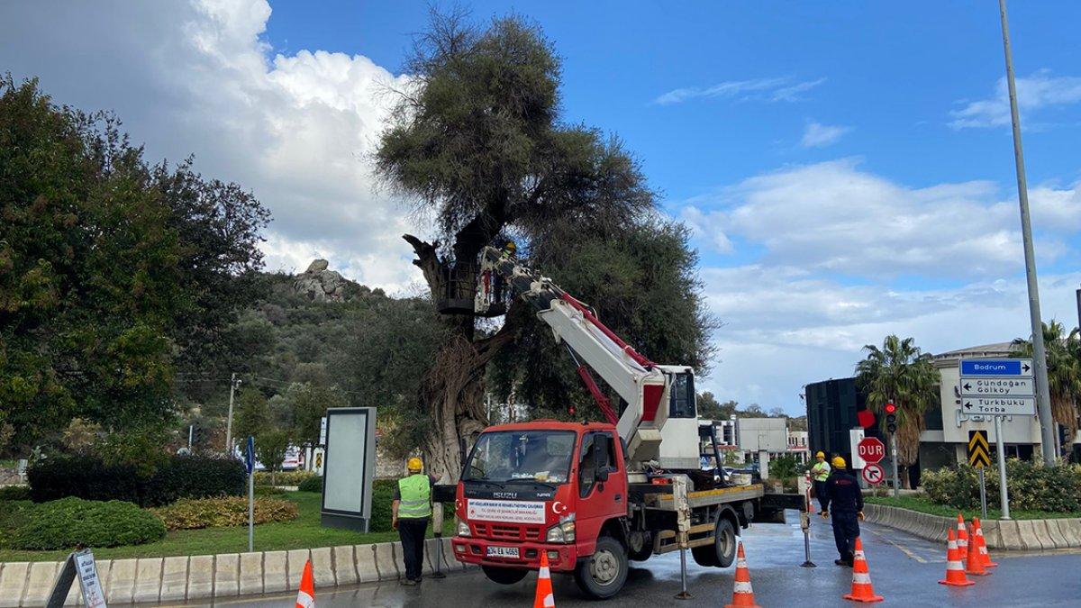 İzmir'de doğal miras kabul edilen anıt ağaçlara titizlikle bakılıyor