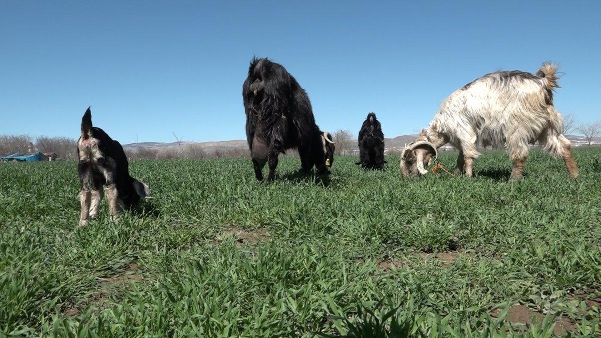 Elazığ'da doğan keçi hem tüysüz hem de tek gözlü