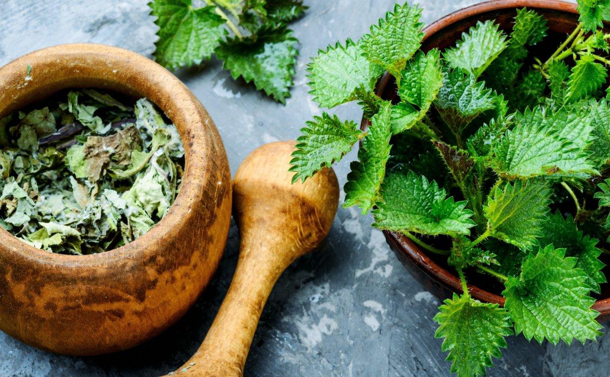 Isırgan otunun 10 şaşırtıcı faydası