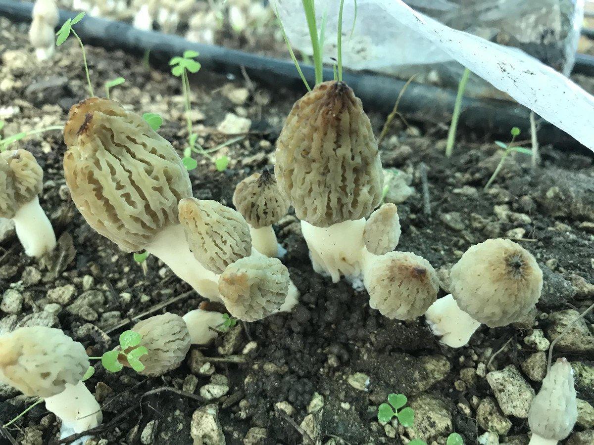 Mersin’de yaşı 400 TL, kurusu 3 bin TL olan mantar serada yetiştirildi