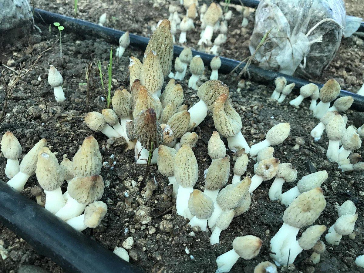 Mersin’de yaşı 400 TL, kurusu 3 bin TL olan mantar serada yetiştirildi